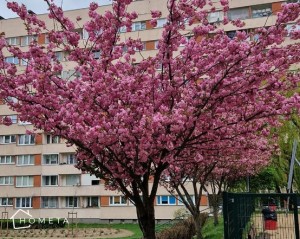 Japońskie wiśnie Kanzan - różowe drzewa