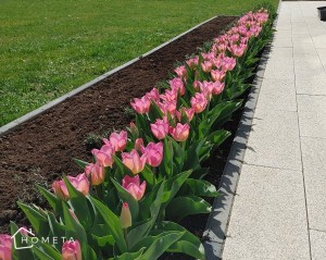 Tulipany Light Pink Prince - szpaler z tulipanów