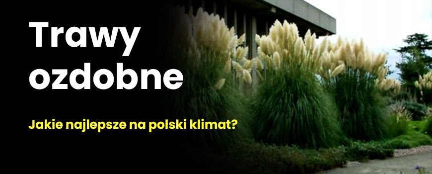 Trawy ozdobne - jakie gatunki najlepsze na polski klimat?